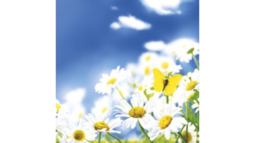 Servietter - 25x25 - Bl himmel og margueritter