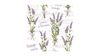 Servietter - 33x33 cm - Lavendel