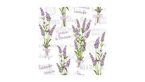 Lavender Season in Provence