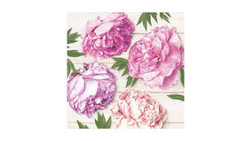 Romantic Peonies on White Wood