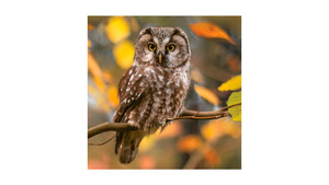 Pensive Owl