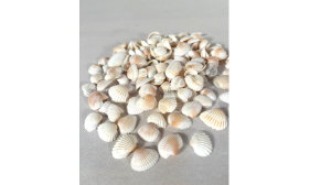 gte muslingeskaller - 300 gram